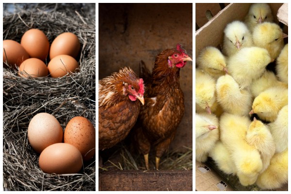 Щучинская птицефабрика